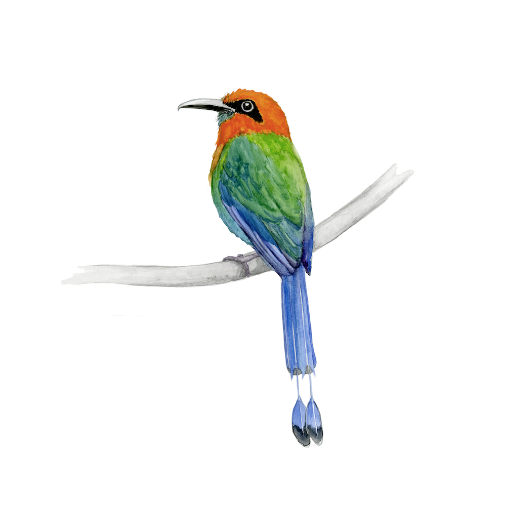 Broad billed motmot redo