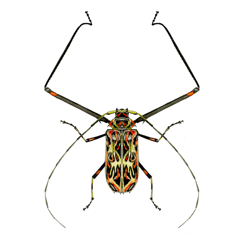 Giant harlequin beetle