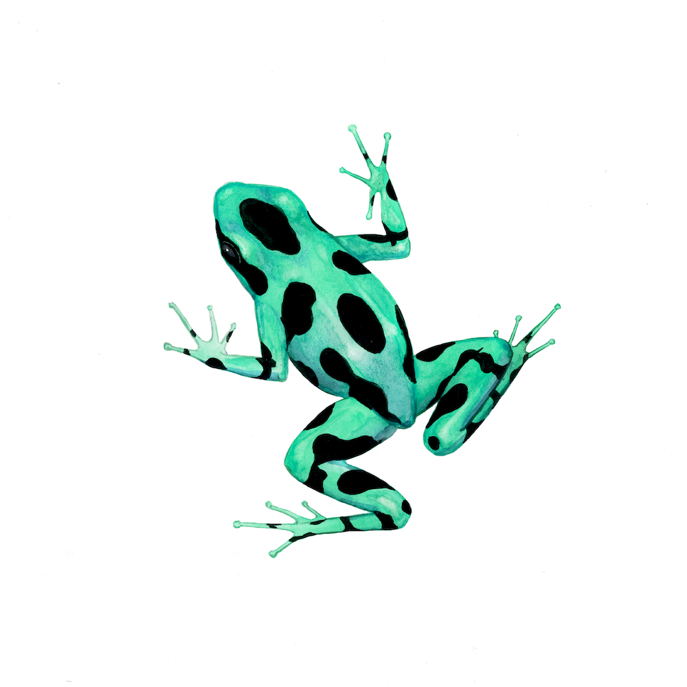 Green and black poison frog