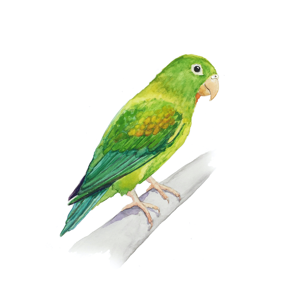 Parakeet