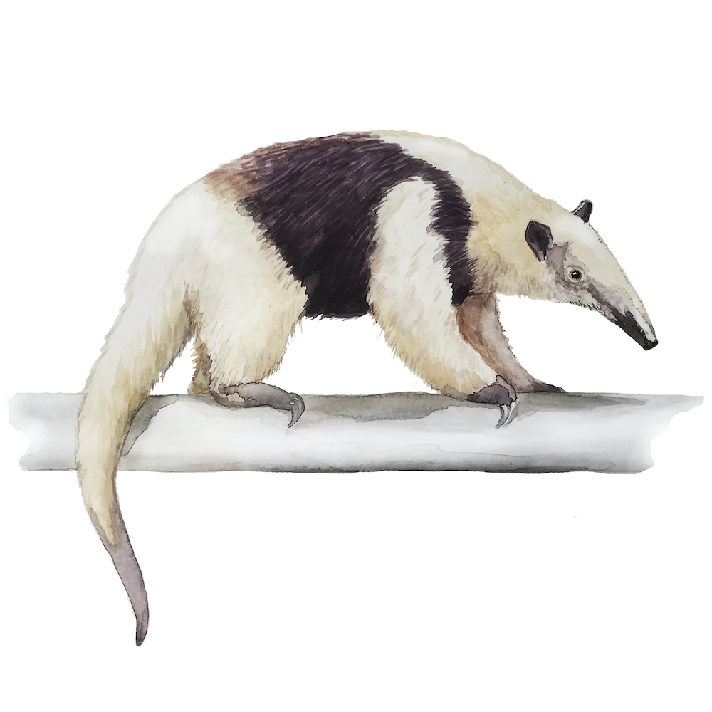 Tamandua redo.tif