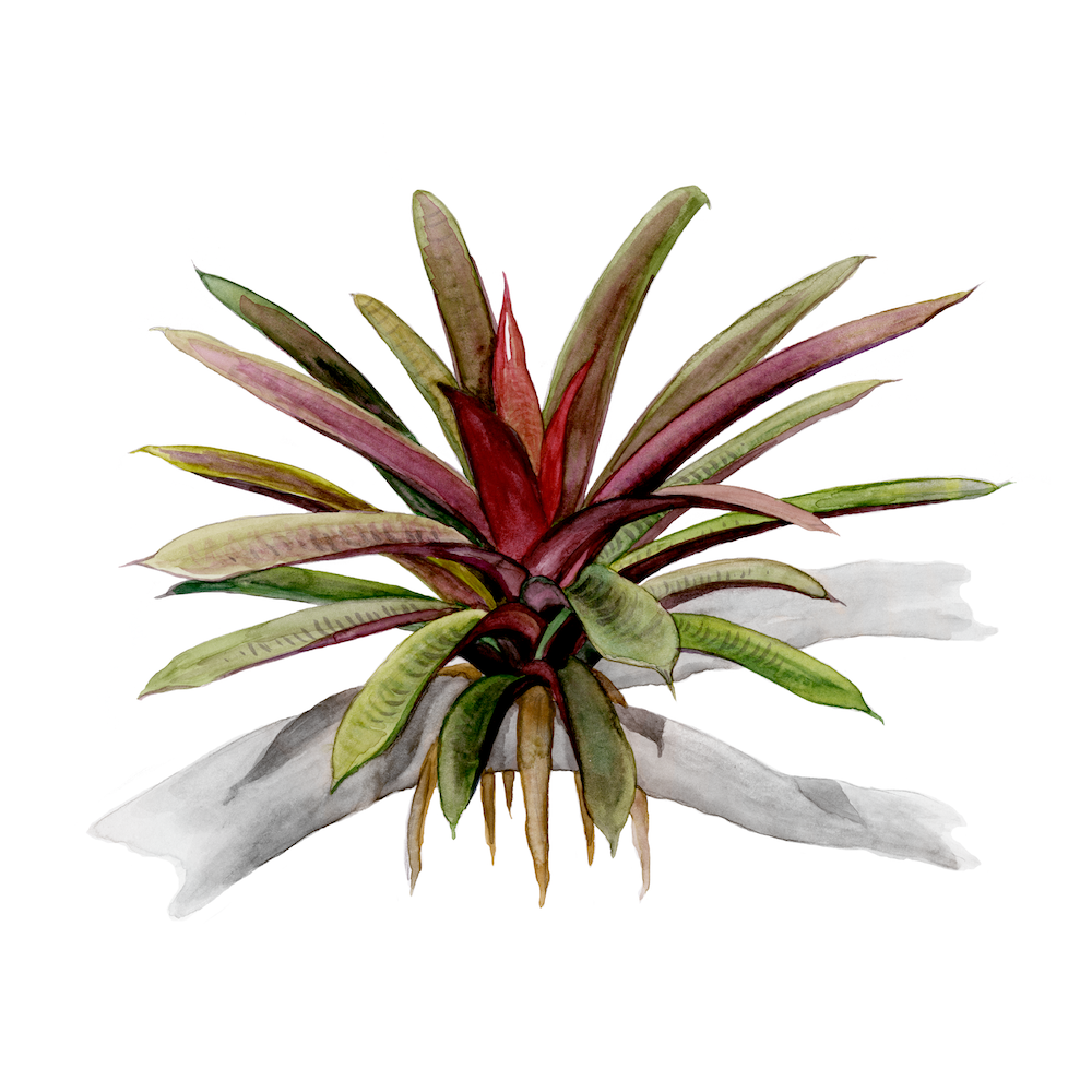 Tank bromeliad